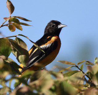 Baltimore Oriole, Greece © Candy Giles, July 8th, 2026
