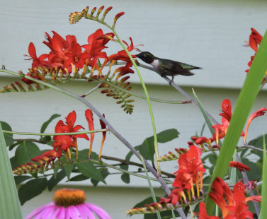 Ruby-throated Hummingbird, Greece © Candy Giles, July 8th, 2026