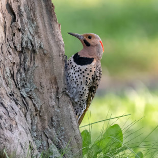 Northern Flicker, Hamlin Beach © Alan Bloom, July 20th, 2026