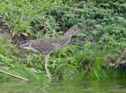 Black-crowned Night Heron, Marketplace Mall © Candy Giles, July 21st, 2026