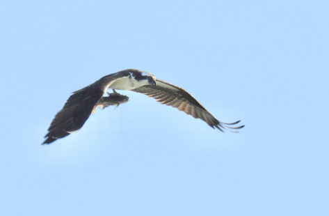 Osprey, Ontario Beach © Eunice Thein, July 24th, 2026