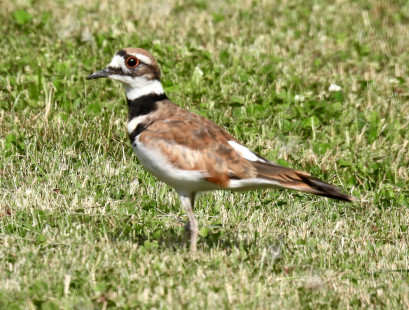 Killdeer, Buckland Park © Candy Giles, July 9th, 2026