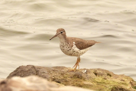 Spotted Sandpiper, Summerville Pier © Candy Giles, July 15th, 2026