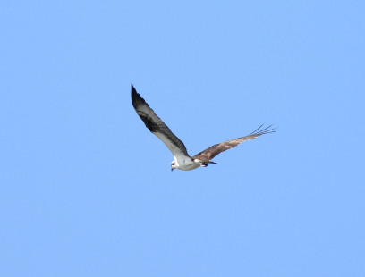 Osprey, Summerville Pier © Candy Giles, July 19th, 2026
