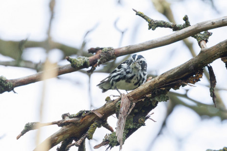 Black-and-white Warbler, Brickyard Trail © Jeanne Verhulst, July 15th, 2026