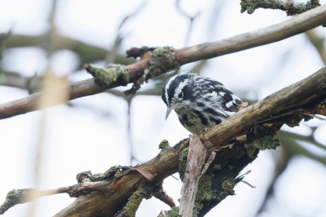 Black-and-white Warbler, Brickyard Trail © Jeanne Verhulst, July 15th, 2026