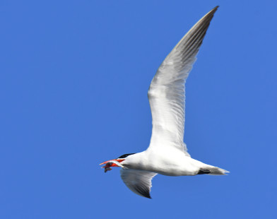 Caspian Tern, Summerville Pier © Richard Horsey, July 31st, 2026