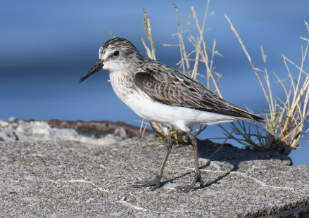 Semipalmated Sandpiper, Summerville Pier © Richard Horsey, July 31st, 2026