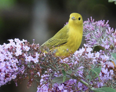 Northern Yellow Warbler, Irondequoit © Eunice Thein, August 4th, 2026