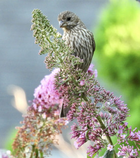 House Finch, Irondequoit © Eunice Thein, July 30th, 2026