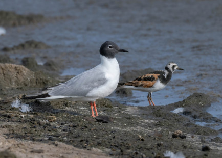 Bonaparte's Gull & Ruddy Turnstone, Ontario Beach © Alan Bloom, August 6th, 2026