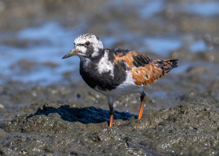 Ruddy Turnstone, Ontario Beach © Alan Bloom, August 5th, 2026