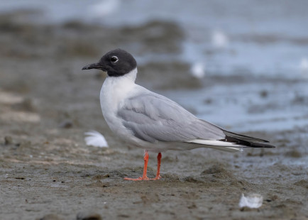 Bonaparte's Gull, Ontario Beach © Alan Bloom, August 6th, 2026