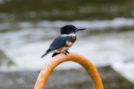 Belted Kingfisher (F), Erie Canal - Lock 33 © Alan Swire, August 7th, 2026