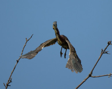 Green Heron, Perinton © Clyde Comstock, August 12th, 2026
