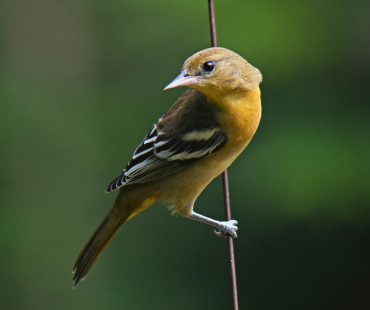 Baltimore Oriole (Juv), Irondequoit © Richard Horsey, August 15th, 2026