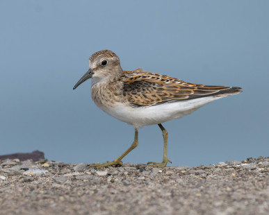 Least Sandpiper, Summerville Pier © Alan Bloom, August 18th, 2026