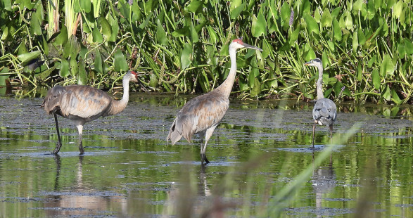 Sandhill Crane & Great Blue Heron, Montezuma NWR © Candy Giles, August 17th, 2026