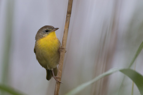 Common Yellowthroat, Montezuma NWR © Alan Swire, August 21st, 2026