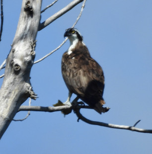 Osprey, Long Pond © Candy Giles, August 17th, 2026