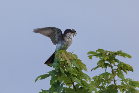Eastern Kingbird, Montezuma NWR © Alan Swire, August 21st, 2026