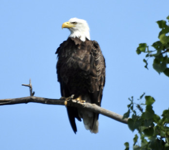 Bald Eagle, Ontario State Parkway © Candy Giles, August 19th, 2026