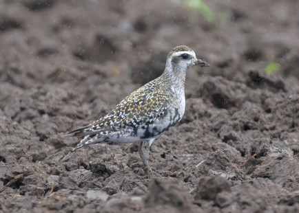 American Golden Plover, Honeoye Falls © Alan Bloom, August 24th, 2026