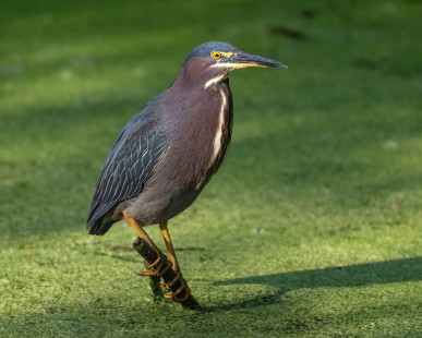 Green Heron, Mendon Ponds © Alan Bloom, August 26th, 2026