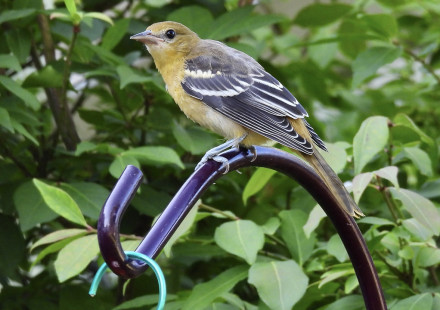 Baltimore Oriole (Juv), Greece © Candy Giles, July 8th, 2026