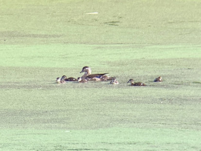 Wood Duck, Durand Eastman Park © Chris Walden, July 19th, 2026