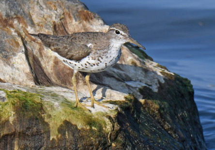 Spotted Sandpiper, Summerville Pier © Richard Horsey, July 9th, 2026