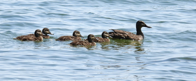 Mallard, Braddock Bay, East Spit © Candy Giles, July 13th, 2026