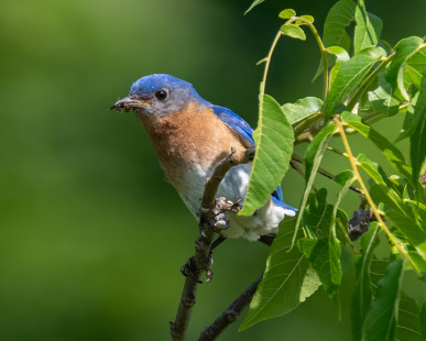 Eastern Bluebird, Hamlin Beach © Alan Bloom, July 20th, 2026