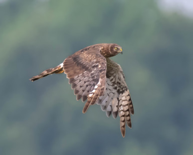 Northern Harrier, Nations Road © Alan Bloom, July 15th, 2026