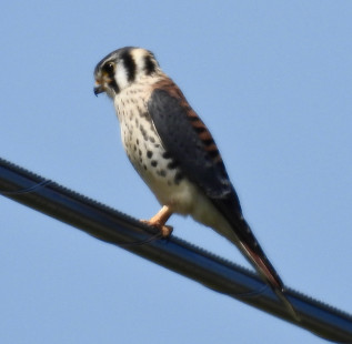 American Kestrel, Henrietta © Candy Giles, July 17th, 2026