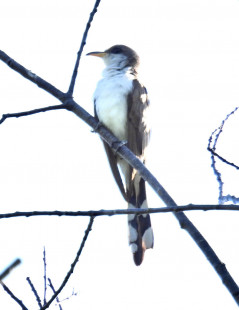 Yellow-billed Cuckoo, Rush Riverside Reserve © Candy Giles, July 17th, 2026