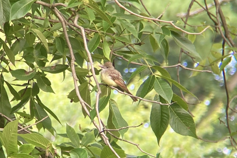 Great Crested Flycatcher, Durand Eastman Park © Chris Walden, July 19th, 2026
