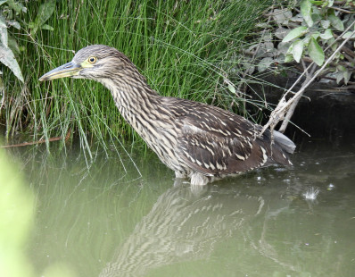 Black-crowned Night Heron, Marketplace Mall © Candy Giles, July 21st, 2026