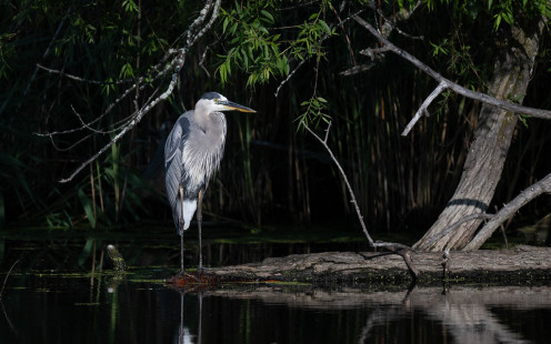 Great Blue Heron, Hamlin Beach © Alan Bloom, July 20th, 2026