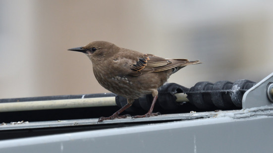 European Starling (Juv) © Dominic Sherony, July 22nd, 2026