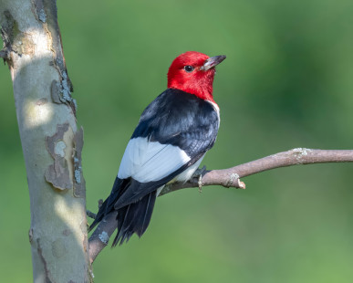 Red-headed Woodpecker, Hamlin Beach © Alan Bloom, July 20th, 2026