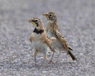 Horned Lark, Nations Road © Alan Bloom, July 15th, 2026