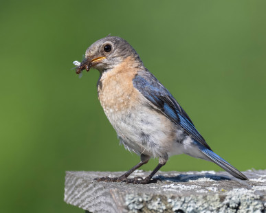 Eastern Bluebird (F), Mendon Ponds Park © Alan Bloom, July 8th, 2026