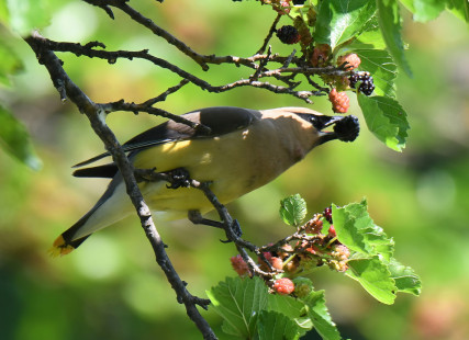 Cedar Waxwing, Hamlin Beach © Richard Horsey, July 11th, 2026