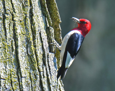 Red-headed Woodpecker, Hamlin Beach © Richard Horsey, July 11th, 2026
