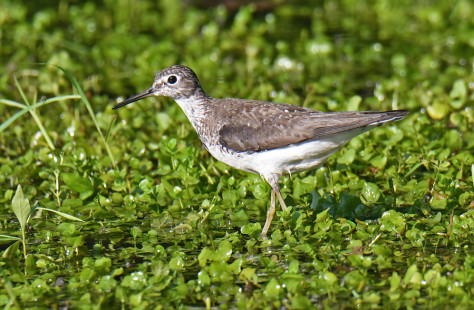 Solitary Sandpiper, Ellison Park © Richard Horsey, July 26th, 2026