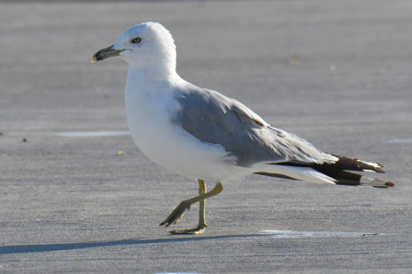 Ring-billed Gull, Summerville Pier © Richard Horsey, July 31st, 2026