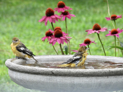 Baltimore Oriole, Irondequoit © Eunice Thein, July 30th, 2026