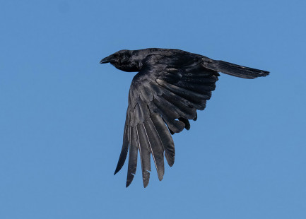Fish Crow, Ontario Beach © Alan Bloom, August 5th, 2026