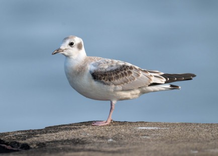 Bonaparte's Gull, Summerville Pier © Alan Bloom, August 12th, 2026